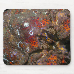 Alfombrilla De Ratón Sonido Puget King Crab Mousepad