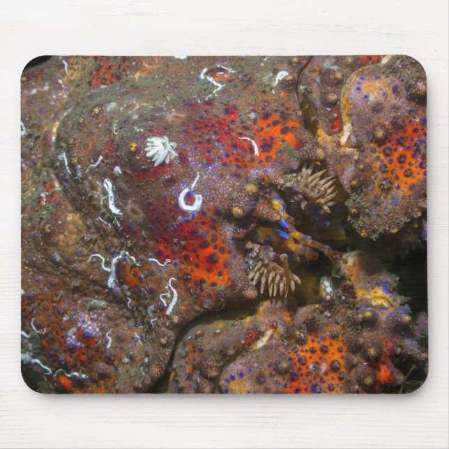 Alfombrilla De Ratón Sonido Puget King Crab Mousepad (Frente)