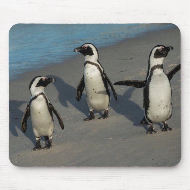 Alfombrilla De Ratón Spheniscus africano Demersus de los pingüinos el | (Frente)