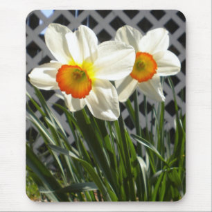 Alfombrilla De Ratón Spring Daffodils