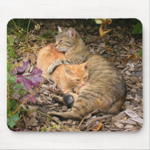 Alfombrilla De Ratón Suckling Ginger Cat