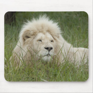 Alfombrilla De Ratón Sudáfrica, Este de Londres, Inkwenkwezi Private