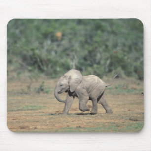 Alfombrilla De Ratón Sudáfrica, Parque Nacional Addo Elephant. Bebé