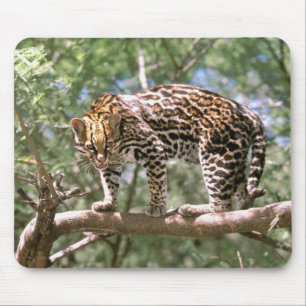 Alfombrilla De Ratón Sudamérica, Ecuador, Amazonas. Ocelote