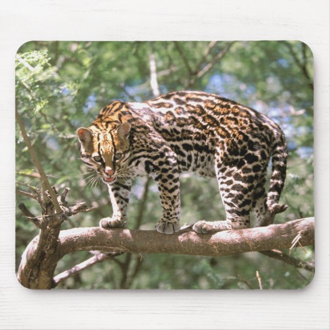 Alfombrilla De Ratón Sudamérica, Ecuador, Amazonas. Ocelote (Frente)
