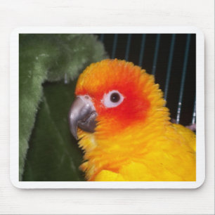 Alfombrilla De Ratón Sun Conure