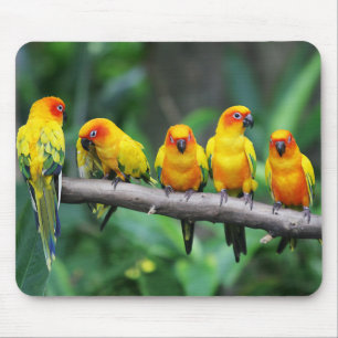Alfombrilla De Ratón Sun Conures