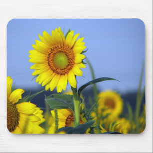 Alfombrilla De Ratón Sunflower