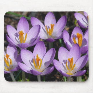 Alfombrilla De Ratón Sunny Purple Crocuses