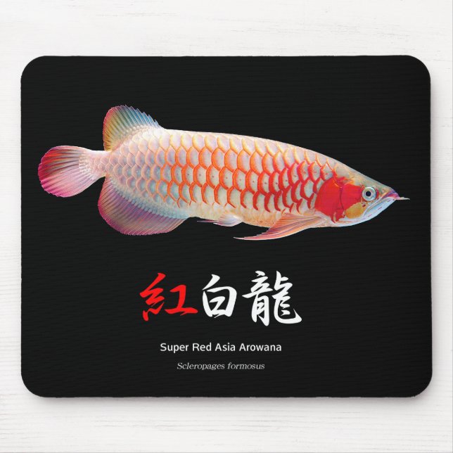Alfombrilla De Ratón "Super Red Arowana" の 優 良 製 2 (Frente)