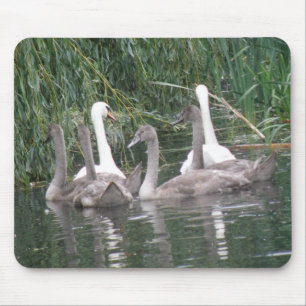 Alfombrilla De Ratón Swans y Cygnets Mousepad