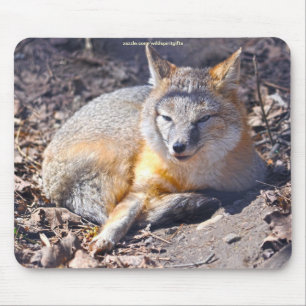 Alfombrilla De Ratón Swift Fox descansa en Sunshine Wildlife Mousepad