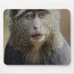 Alfombrilla De Ratón Sykes o mono azul, Cercopithecus mitis,