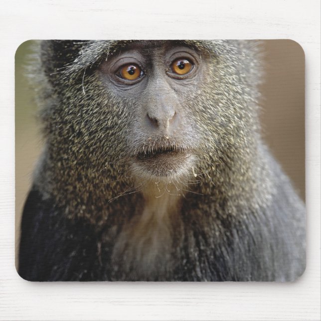 Alfombrilla De Ratón Sykes o mono azul, Cercopithecus mitis, (Frente)
