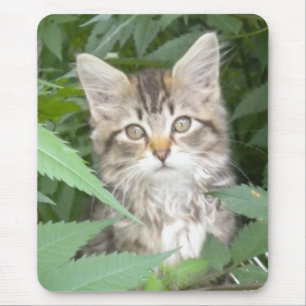 Alfombrilla De Ratón Tabby Kitten