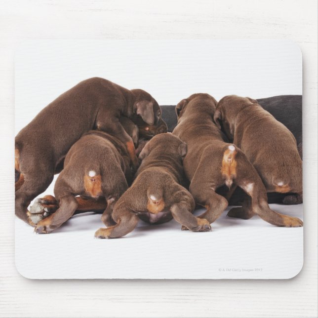 Alfombrilla De Ratón También Doberman Pincher. Perro doméstico de tamañ (Frente)