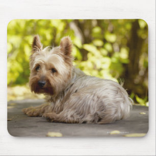 Alfombrilla De Ratón Terrier de los E.E.U.U., Colorado, Yorkshire que