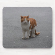 Thomas Ginger Y Gato Blanco