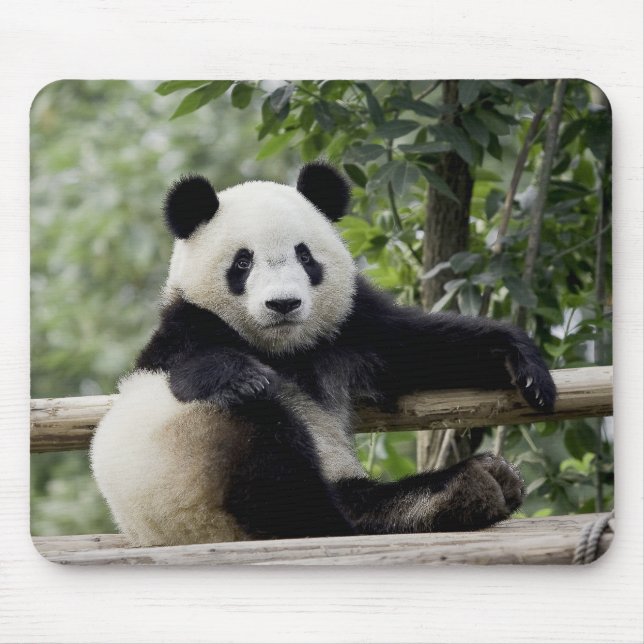 Alfombrilla de ratón tiempo de relax de panda (Frente)