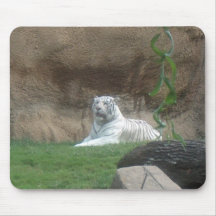 Tigre blanco peregrino
