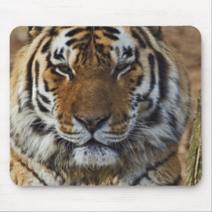 Alfombrilla De Ratón Tigre de Bengala, Panthera tigris, Louisville Zoo,