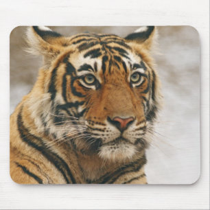 Alfombrilla De Ratón Tigre de Bengala Real sobre la roca, Ranthambhor