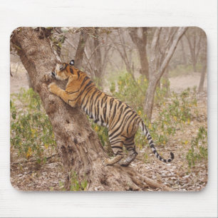 Alfombrilla De Ratón Tigre de Bengala Real subiendo al árbol,