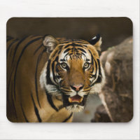 Tigre de Siberia