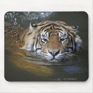 Alfombrilla De Ratón Tigre de Sumatra, Panthera tigris sumatrae