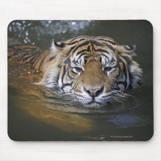 Alfombrilla De Ratón Tigre de Sumatra, Panthera tigris sumatrae (Frente)