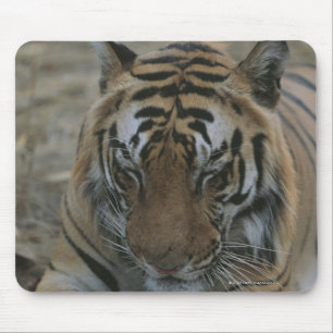 Alfombrilla De Ratón Tigre durmiente