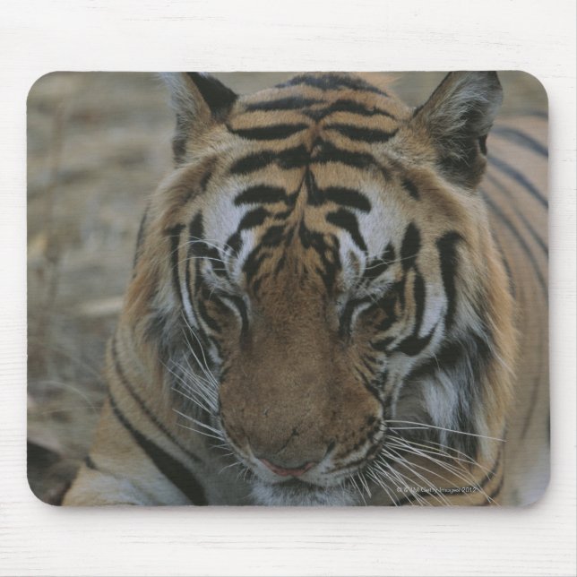 Alfombrilla De Ratón Tigre durmiente (Frente)