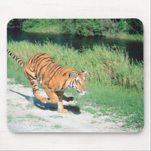 Alfombrilla De Ratón Tigre en la trayectoria