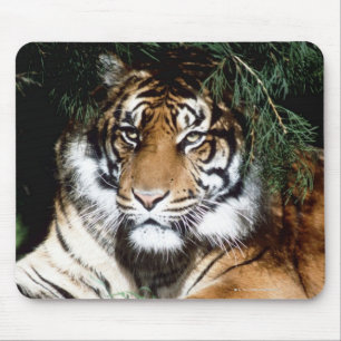Alfombrilla De Ratón Tigre que goza de la sombra