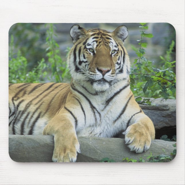 Alfombrilla De Ratón Tigre siberiano (Frente)
