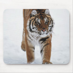 Alfombrilla De Ratón Tigre Siberiano En Nieve