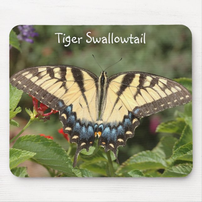 Alfombrilla De Ratón Tigre Swallowtail (Frente)