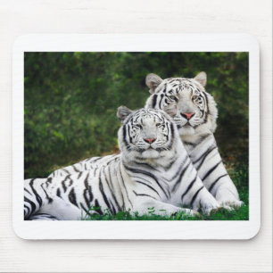 Alfombrilla De Ratón Tigres blancos hermosos