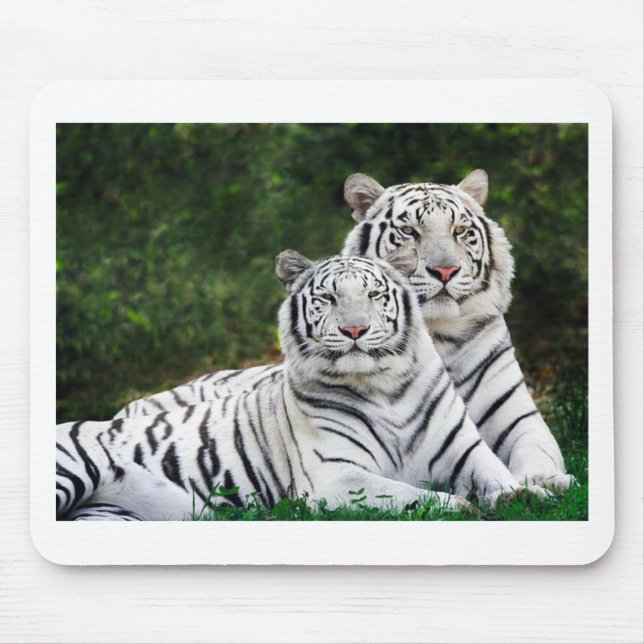 Alfombrilla De Ratón Tigres blancos hermosos (Frente)