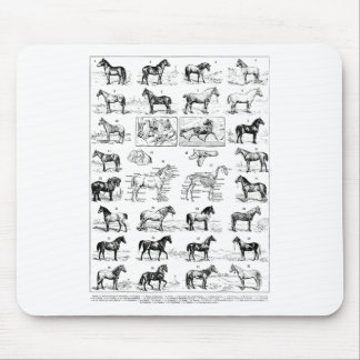 Alfombrilla De Ratón Tipos de Caballos de Raza de Caballo Ridi