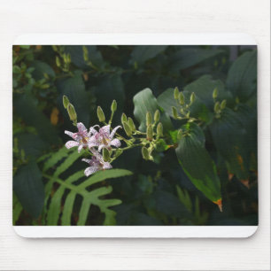 Alfombrilla De Ratón Toad Lily En El Escándalo.