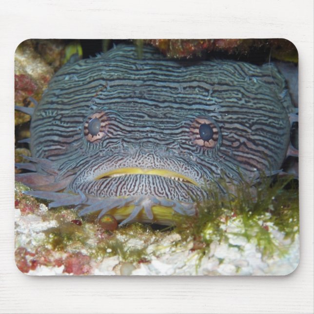 Alfombrilla De Ratón Toadfish que nos mira (Frente)