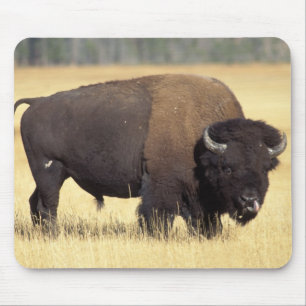 Alfombrilla De Ratón Toro de bisonte en Yellowstone National