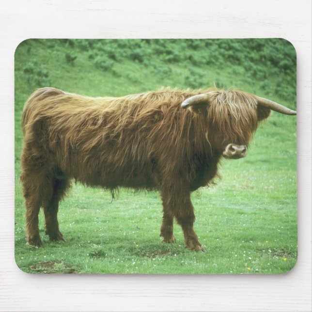 Alfombrilla De Ratón Toro de las Tierras Altas, Isla de Mull, Interior (Frente)