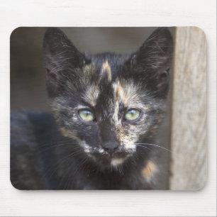 Alfombrilla De Ratón Tortoisesinfierno Kitten