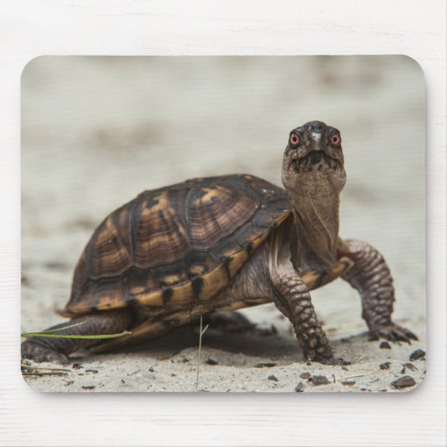 Alfombrilla De Ratón Tortuga de caja común (Frente)
