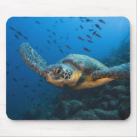 Tortuga Negra (Verde) (Chelonia agassizi)