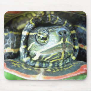 Alfombrilla De Ratón Tortuga pintada (Chrysemys picta) 2
