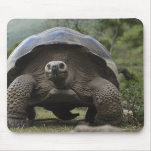 Alfombrilla De Ratón Tortugas Gigantes de Galapagos Geochelone