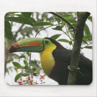Alfombrilla De Ratón Toucan en la selva